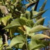 Prairie Sentinel Hackberry #7 - Image 2